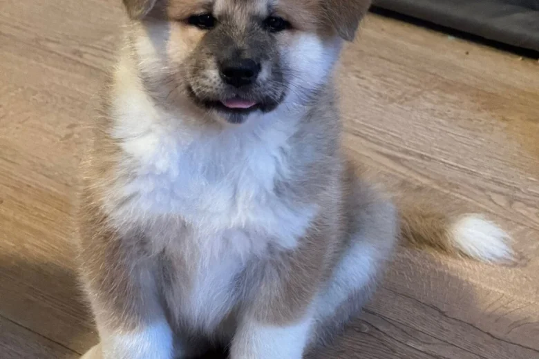 Akita