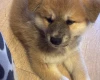 Akita