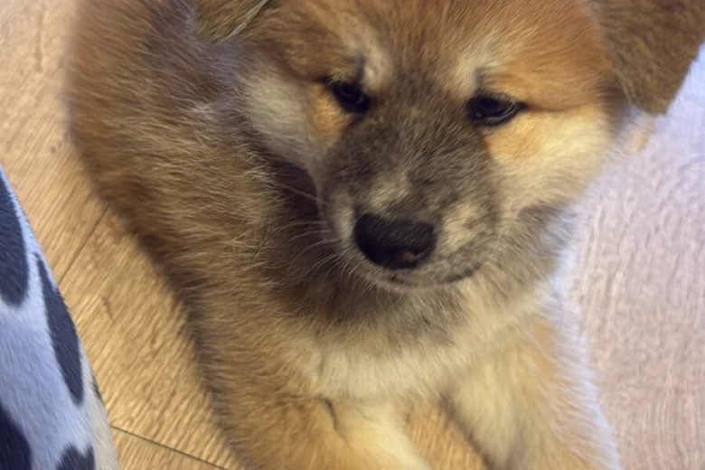 Akita