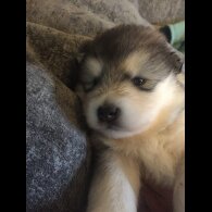 Alaskan Malamute