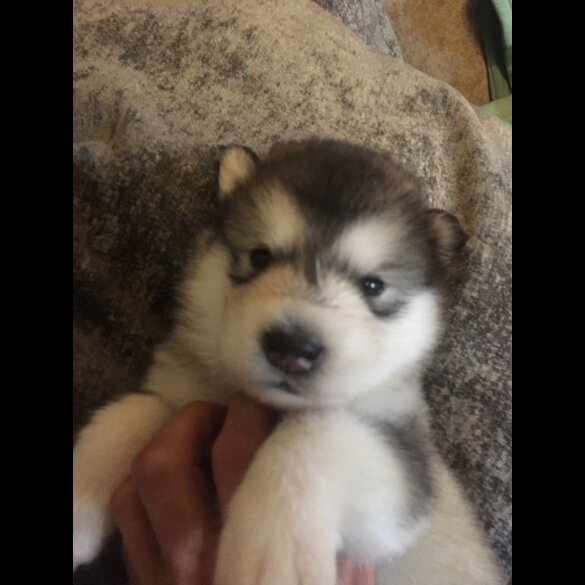 Alaskan Malamute