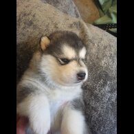 Alaskan Malamute