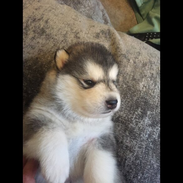 Alaskan Malamute