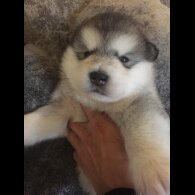 Alaskan Malamute