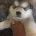 Alaskan Malamute