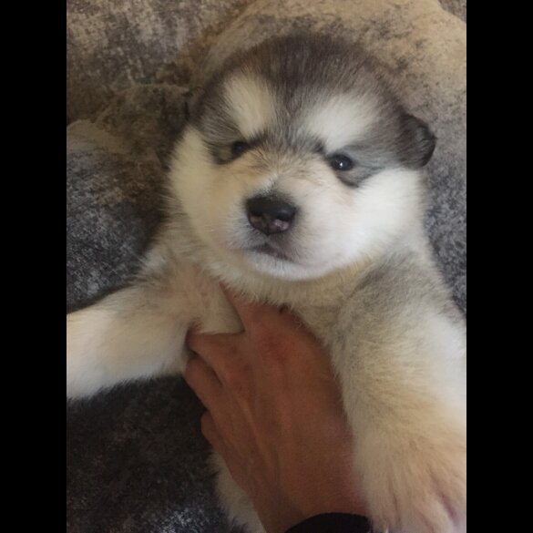Alaskan Malamute