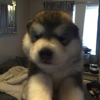 Alaskan Malamute