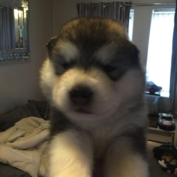 Alaskan Malamute