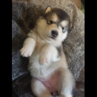 Alaskan Malamute