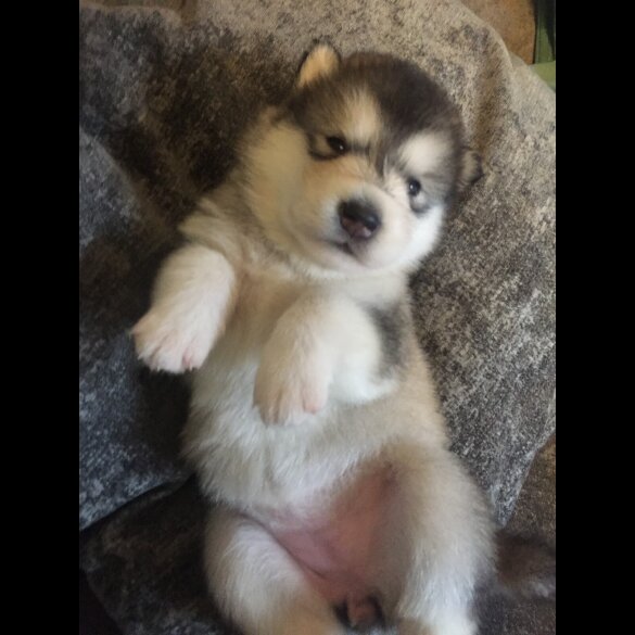 Alaskan Malamute