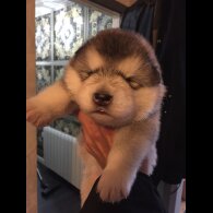 Alaskan Malamute