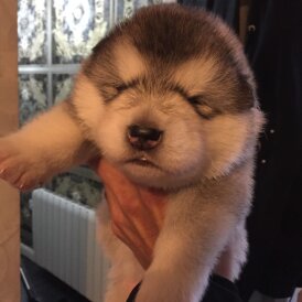 Alaskan Malamute