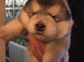 Alaskan Malamute