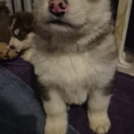 Alaskan Malamute