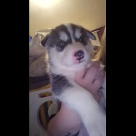 Alaskan Malamute