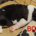 Akita
