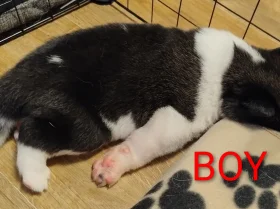 Akita