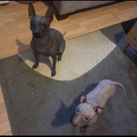 Mexican Hairless (Xoloitzcuintli)