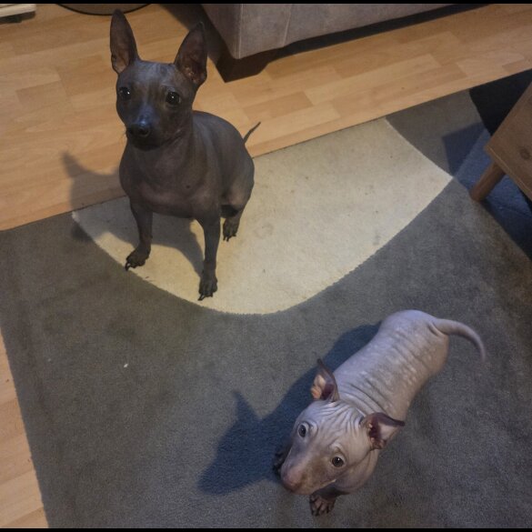 Mexican Hairless (Xoloitzcuintli)