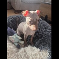 Mexican Hairless (Xoloitzcuintli)