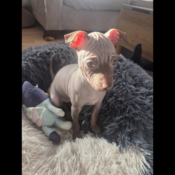 Mexican Hairless (Xoloitzcuintli)