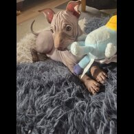 Mexican Hairless (Xoloitzcuintli)