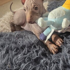 Mexican Hairless (Xoloitzcuintli)