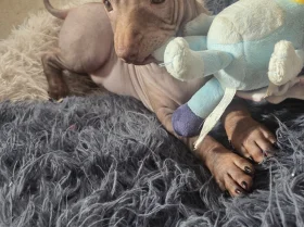 Mexican Hairless (Xoloitzcuintli)