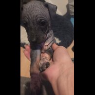 Mexican Hairless (Xoloitzcuintli)