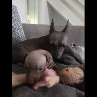 Mexican Hairless (Xoloitzcuintli)