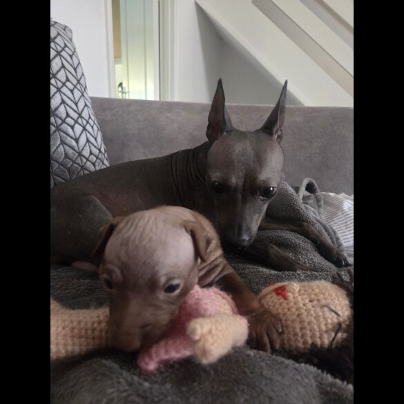 Mexican Hairless (Xoloitzcuintli)