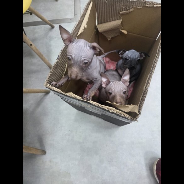 Mexican Hairless (Xoloitzcuintli)