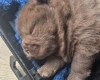 Chow Chow