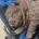 Chow Chow