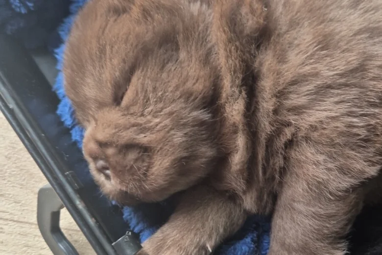 Chow Chow