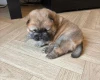 Chow Chow