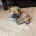 Chow Chow