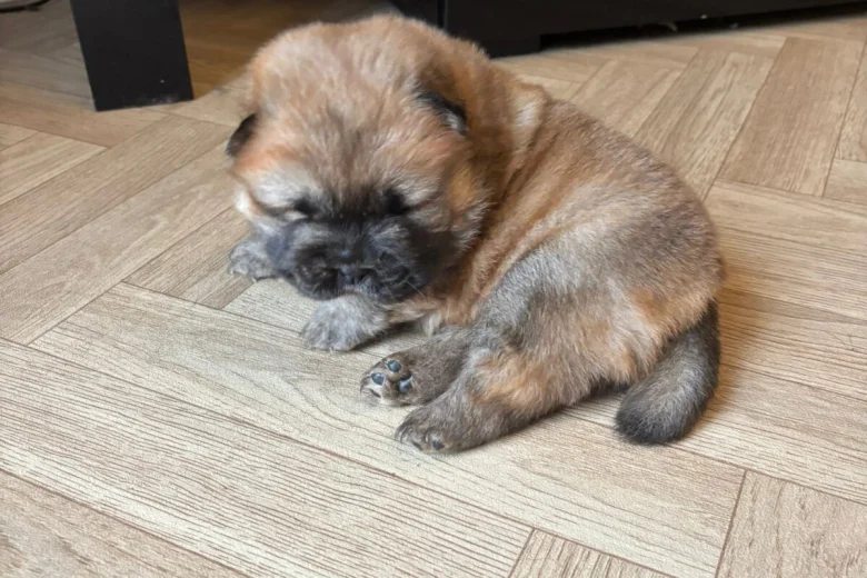 Chow Chow