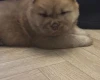 Chow Chow