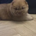 Chow Chow