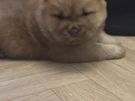 Chow Chow