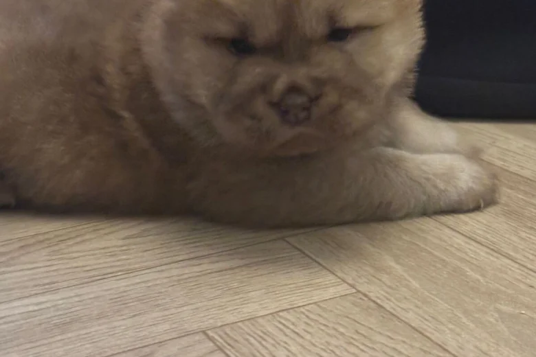 Chow Chow