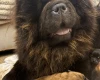 Chow Chow