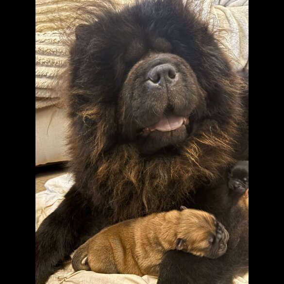 Chow Chow