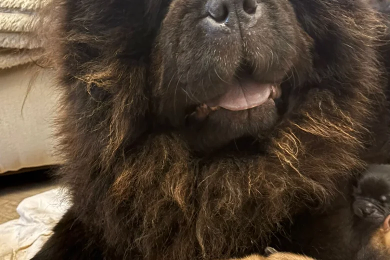 Chow Chow