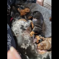 Dachshund (Smooth Haired)