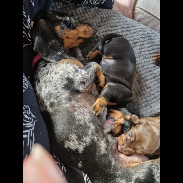 Dachshund (Smooth Haired)