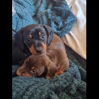 Dachshund (Smooth Haired)