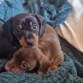 Dachshund (Smooth Haired)