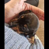 Dachshund (Smooth Haired)